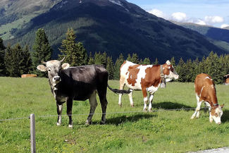 Sommerurlaub im Nationalpark Hohe Tauern 19